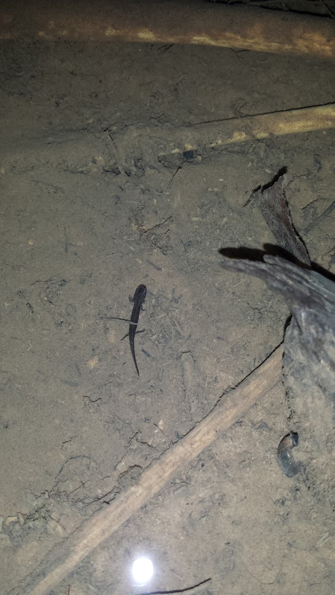 Dark-sided Salamander (larva)