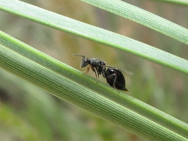 Eurytomid wasp (female)