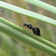 Eurytomid wasp (female)