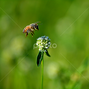 Bee by Milton Moreno - Animals Insects & Spiders