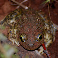 Herps (Reptiles & Amphibians) of Southern California