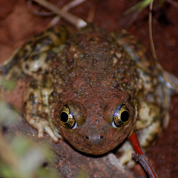 Herps (Reptiles & Amphibians) of Southern California | Project Noah