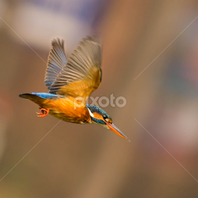 Common Kingfisher by Sahad Siddique - Animals Birds