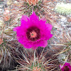 Calico Cactus