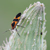 large milkweed bug