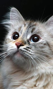 Download Norwegian Forest Wallpapers APK for Android