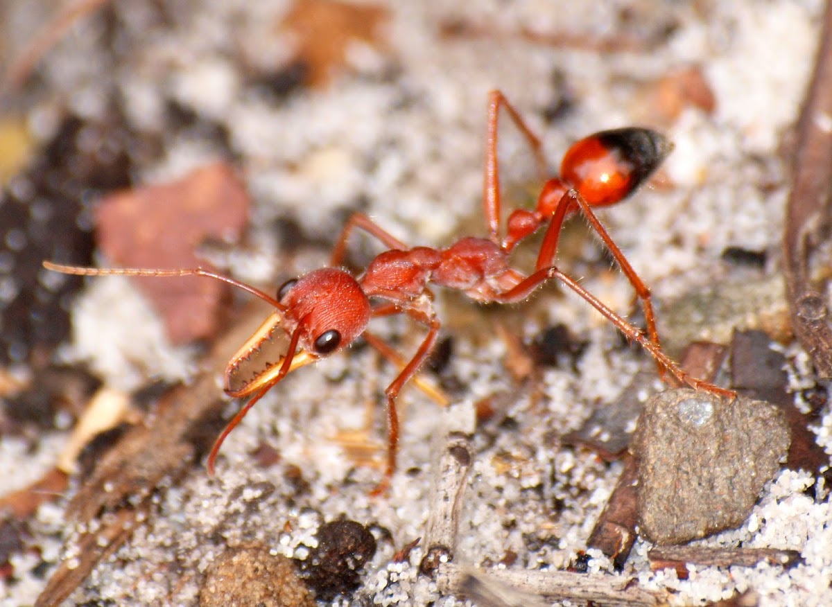 Red Bull Ant