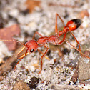 Red Bull Ant