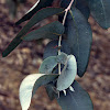 Eucaliptus / Eucalyptus