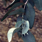 Eucaliptus / Eucalyptus