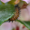 Garden Acraea larvae