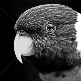 Mitchell's Lorikeet by Nikki Wilson - Black & White Animals