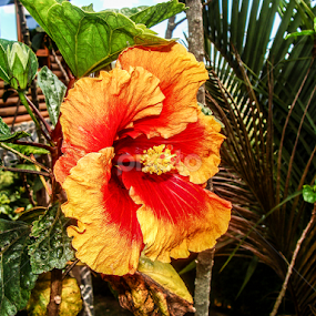 Hibisco by Francisco Andrade - Flowers Flower Gardens