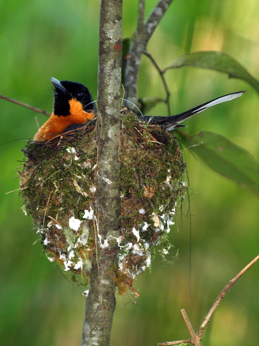 Spectacled Monarch ( Nesting )