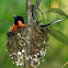 Spectacled Monarch ( Nesting )