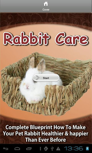 Rabbit Care