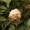 Karoo Rain Spider nest