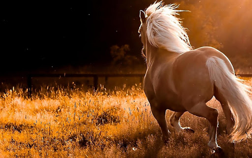 Horse Wallpaper