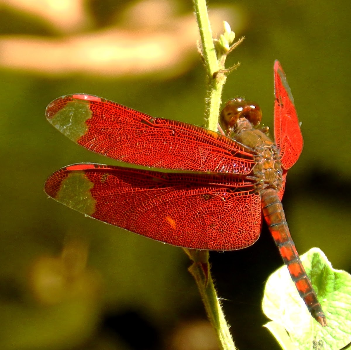 Fulvous Forest Skimmer - male