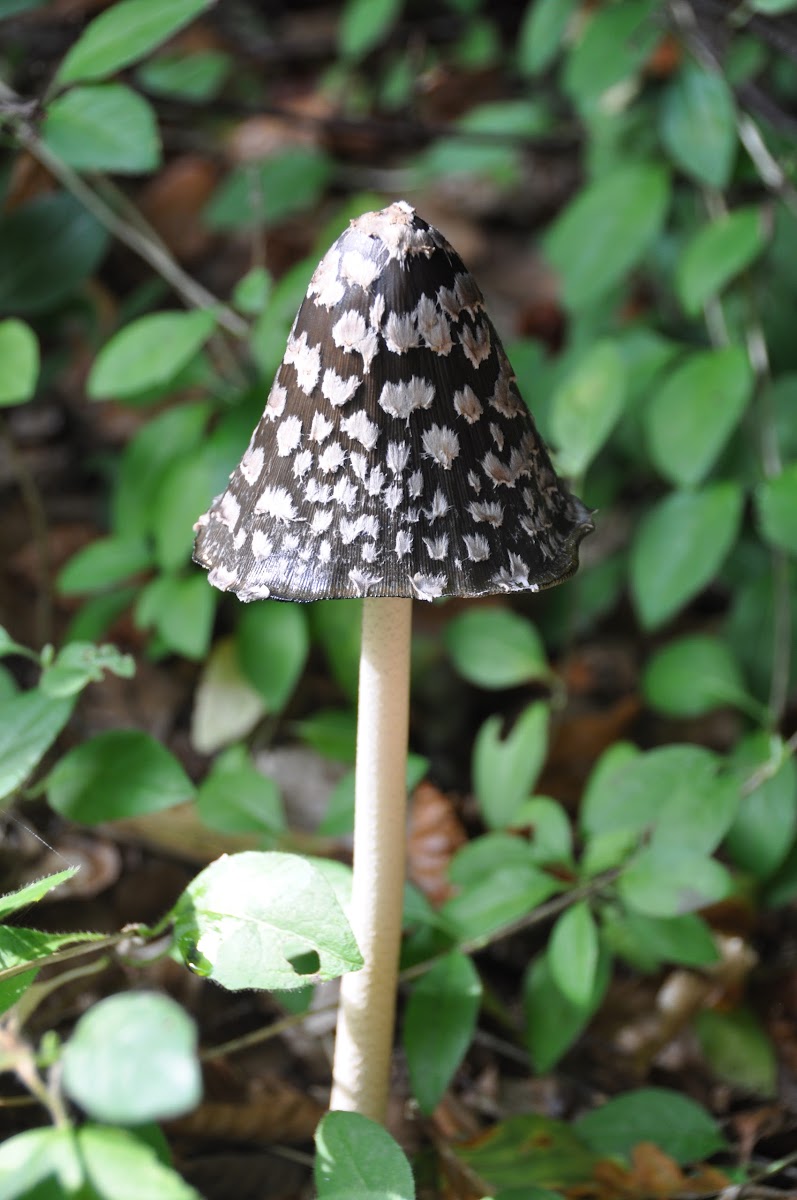 Spechtinktzwam, Magpie Fungus