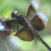 Widow Skimmer