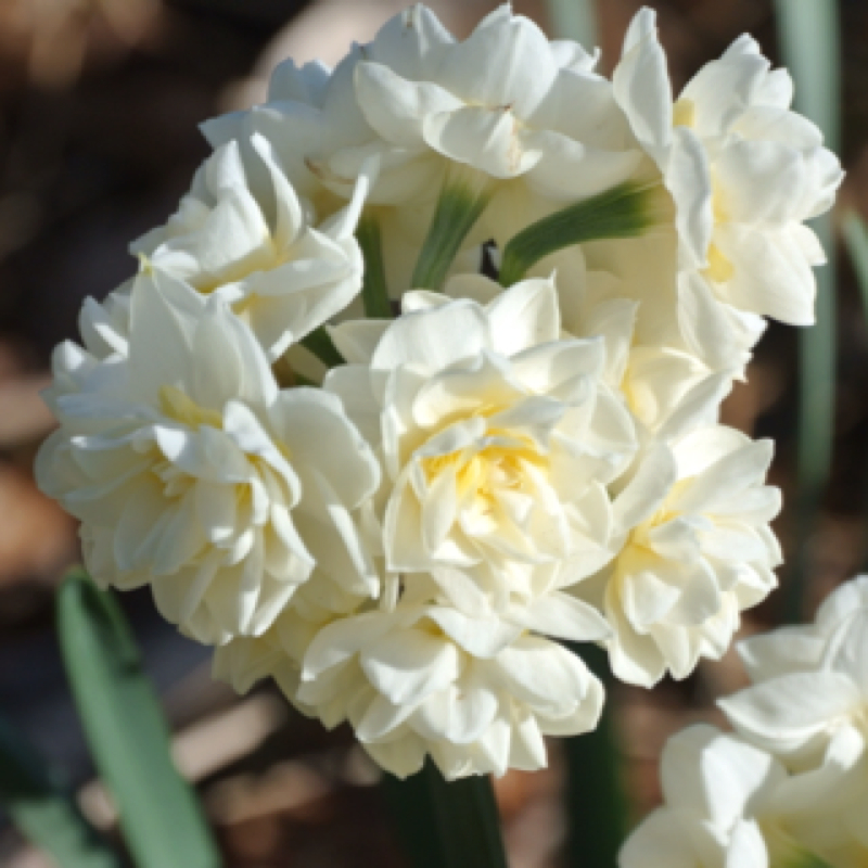 Jonquil Project Noah