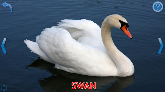 Kids Learn About Animals(圖4)-速報App
