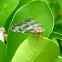 Passionvine Planthopper