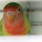 Red-headed lovebird Parakeet