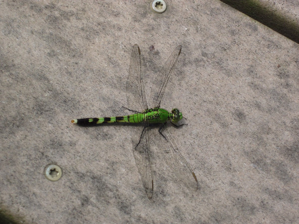 Eastern Pondhawk (female) Dragonfly