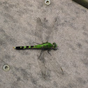 Eastern Pondhawk (female) Dragonfly