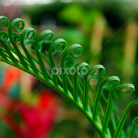 by Heather Carter - Nature Up Close Leaves & Grasses