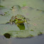 金線蛙 / Green pond frog