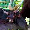 Long-horned cattle