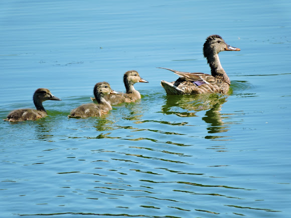 Mallard Female And Juvenile Project Noah