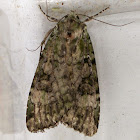Nutmeg (moth)
