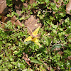 Yellow Trout Lily