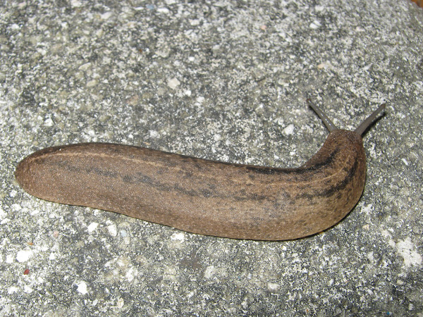 Florida Leatherleaf Slug | Project Noah