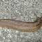 Florida Leatherleaf Slug
