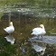 Mute Swan