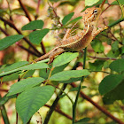 Oriental garden lizard