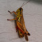 Differential grasshopper