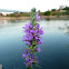 Purple loosestrife / Vrbica