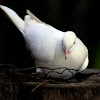 Sacred White Dove .. Java Dove