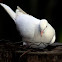 Sacred White Dove .. Java Dove