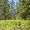 Bluebell bellflower