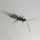 Monomachid Wasp - female