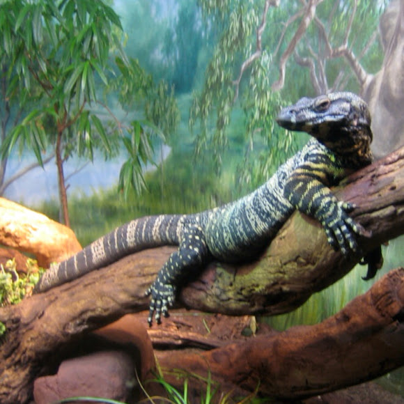 lace monitor lizard Project Noah