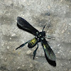 Wasp-Mimicking Moth
