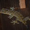 Smith's green-eyed gecko